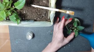 Как с одного клубня георгина получить 10 растений.