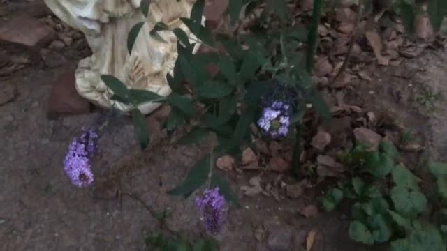 Цветет Будлея в моем саду, первогодка! смотреть онлайн