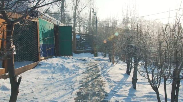 Лисы в Зоосаду  Фокс Pizza