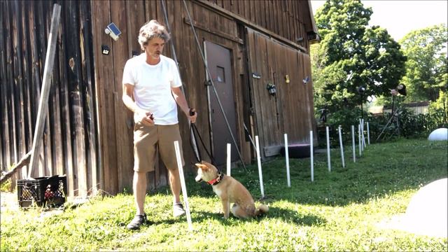 This tip may save a Dog смотреть онлайн