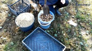 Стратификация грецкого ореха. Как заработать на грецких орехах. Размножение орехов семенами.