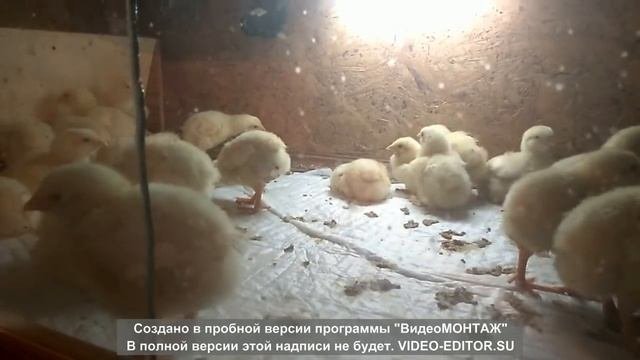 Содержание бройлеров зимой