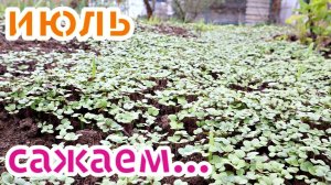 Посадите это на огороде в июле срочно! Что посадить на огороде в июле?