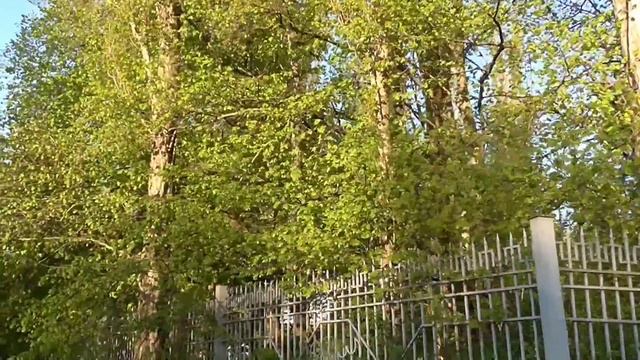 Утренний парк. Удивительно красивая природа на Украине. смотреть онлайн