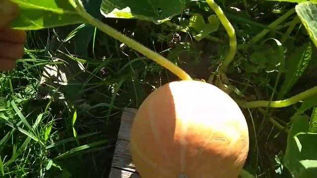 Тыква Россиянка. смотреть онлайн