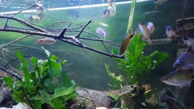 Dawkinsia filamentosa at spawn. смотреть онлайн