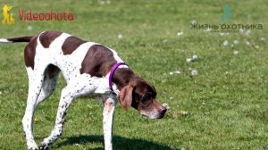 Собака для охоты на уток! Videoohota