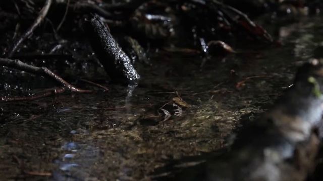 Canon Eos 650D test смотреть онлайн