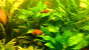 Аквариум травник. Зацвела валиснерия.