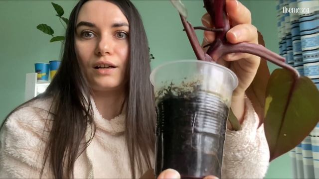 Проблемы в выращивании филодендрона Pink Princess. смотреть онлайн