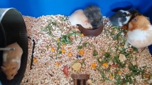 Питание маленьких хомячат