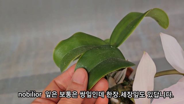C.nobilior Amaliae/Cattleya 무명