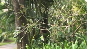 Индия, Гоа, Кавелоссим, Leela Goa 5*