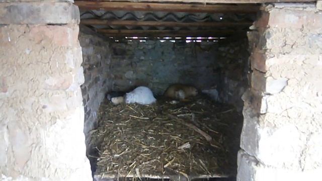 Нутрии самец Лимонный самки Белые (итальянки)Что же получилось))))) смотреть онлайн