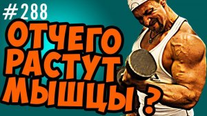 мышечный рост. Главные факторы  мышечного роста. теория разрушения и теория накопления