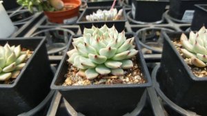 Echeveria cuspidata var. gemmula 多肉植物小盆栽 紅爪玫瑰