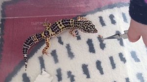 питание гекконов, Эублефары едят, Ящерицы и питание.