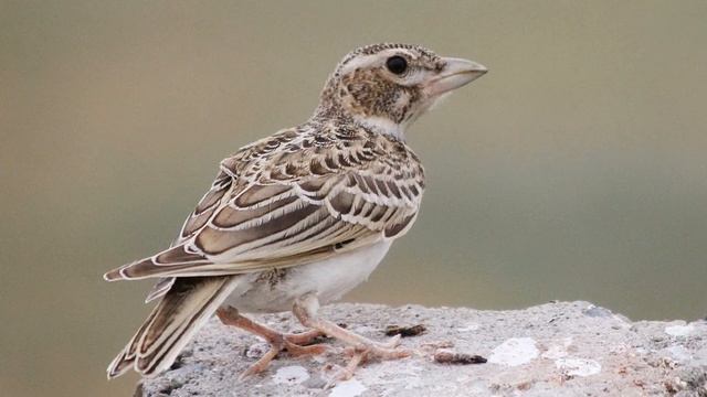 Пение птиц - Жаворонок смотреть онлайн