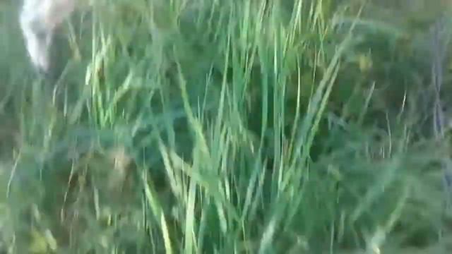 НОВЫЕ ДРУЗЬЯ? |family pet's смотреть онлайн