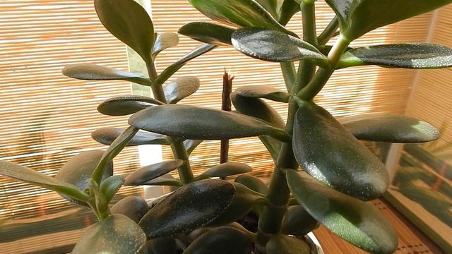 У всех дома растёт денежное дерево! ⚡Но мало кто знает о его пользе! ☘️ЛАЙФХАК смотреть онлайн