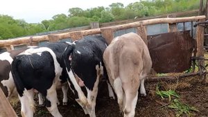 Как растут новые бычки