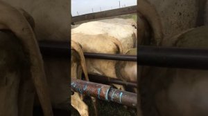 Обработка коров от клеща