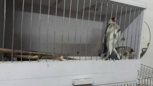 ловля певчих птиц