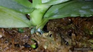 Новости от phal. Red Jaguar. Как проходит адаптация?