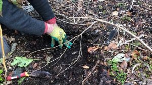 Layering Rhododendrons | How to propagate Rhododendrons by Ground Layering.