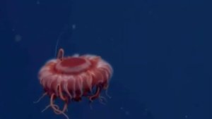 ?????? самые необычные обитатели морей и океанов 1 часть