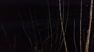 ПОПЫТКА ОХОТЫ НА БОБРА С ПНЕВМАТИКОЙ | В СЛЕДУЮЩИЙ РАЗ ДОБЫЛ