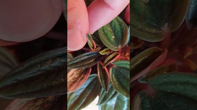 Peperomia Caperata Rosso | Close-Up