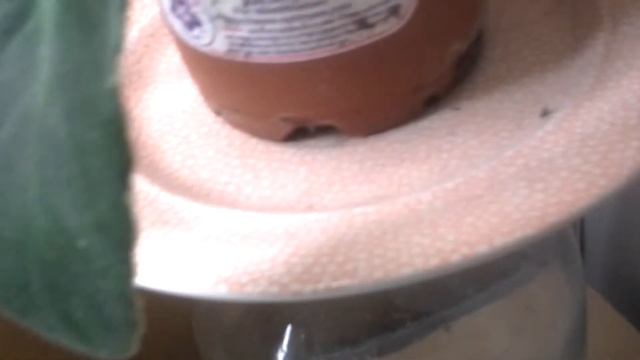 Update: African Violet Plants - One Optimara Millennia смотреть онлайн