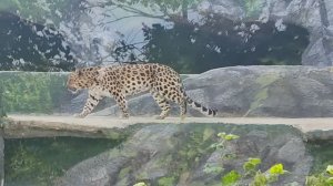 Красавец Леопард в московском зоопарке. Самоуверенный хищник! Leopard in the Moscow Zoo