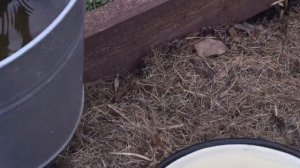 Огурцы | Небольшой удобный Парник Своими Руками