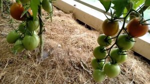 ?томат- сорт бронза ?