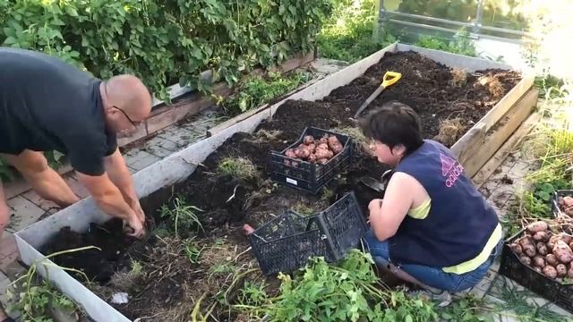 ЛЕТНЯЯ РЕДИСКА. Уборка РАННЕГО КАРТОФЕЛЯ. смотреть онлайн