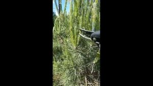 Как подстригать горные сосны