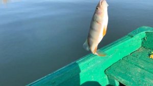 Рыбалка на лодке .Река Маныч.База Весёлая!!!🎣