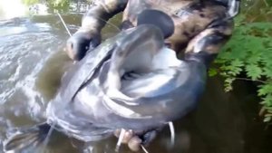 Подводная охота Сом 200 кг