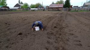 Самый леньтяйский способ посадки картохи. Май 2024г.