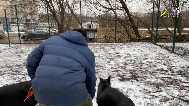 Агрессивное поведение, толерантная контролирующая игра, дрессировка собак