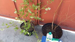 Нормы и сроки внесения разных кислот под кусты голубики