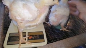 #Бройлеры кобб 500 вес в 15 дней