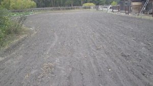 Рожь на сидераты #2 Всходы.