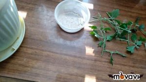 Укоренение черенков хризантемы осенью)))