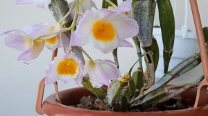 ДЕНДРОБИУМ ФАРМЕРИ ПОБАЛОВАЛ ЦВЕТЕНИЕМ🥰🌸💝🌸Dendrobium Farmeri pink