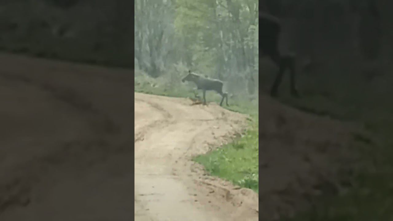 Лоси нападают !!!