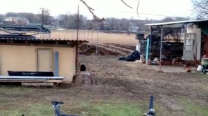 БЫСТРОЕ РАЗМНОЖЕНИЕ МАЛИНЫ. МАТОЧНИК УПЛОТНЁННОЙ ПОСАДКИ. СОРТ ПОЛЬКА.