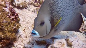 Santa Rosa Wall: A Dive into Cozumel's Unforgettable Marine Life